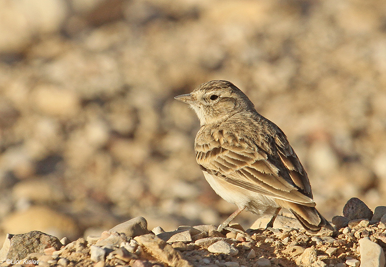 Greater Short-toed Lark  Arava valley  Israel 22-03-11 lior kislev     